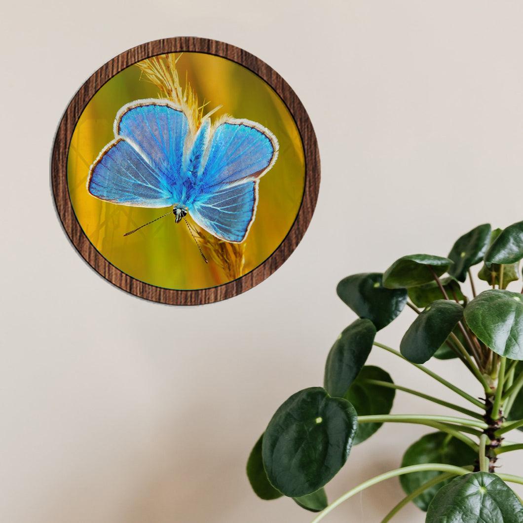 Mariposa azul - Cuadro con vidrio